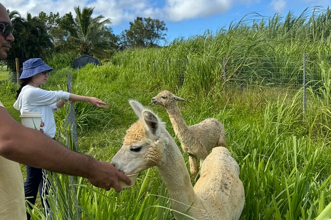 Alpaca Farm Experience on the Road to Hana - Frequently Asked Questions