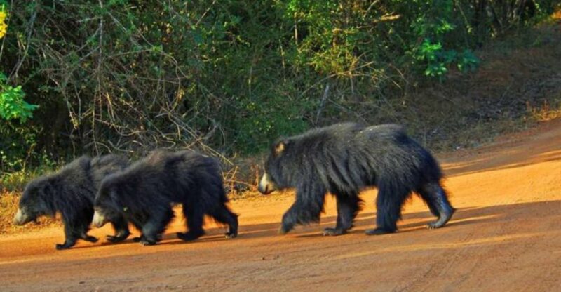 An 8-Days Adventure and Wildlife Exploration in Sri Lanka - Itinerary Breakdown