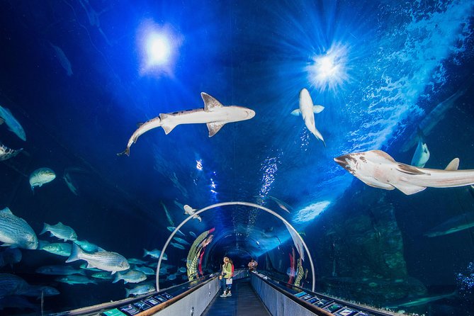 Aquarium of the Bay General Admission Ticket - Visitor Experience and Accessibility