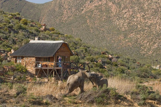 Aquila Safari Game Drive, Lunch & Shared Transfers From Cape Town - Schedule and Group Information