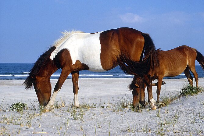 Assateague Horses, Herons and Happy Hour Cruise - Enjoy a Relaxing Evening Cruise