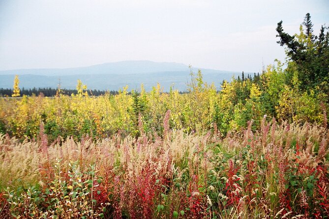 Authentical Denali Tour From Denali Park and Fairbanks - Child Safety Regulations