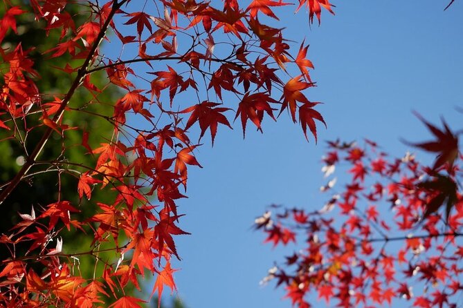 Autumn Leaves Private Tour in Nagoya - Highlights of the Tour