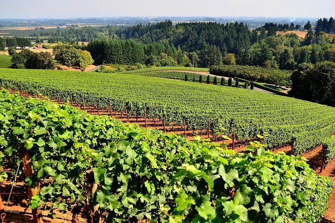Azuga Wine Tasting on a Day Trip From Brasov - Whats Included in the Tour