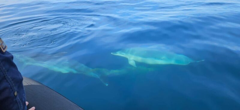 Basque Country: Dolphin Watching Boat Trip - Itinerary Details