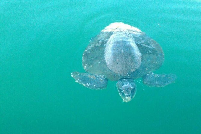 Beaches Dolphins And Viewpoints Discovering The Hidden Port By Sea And Land - Sport Fishing Adventures