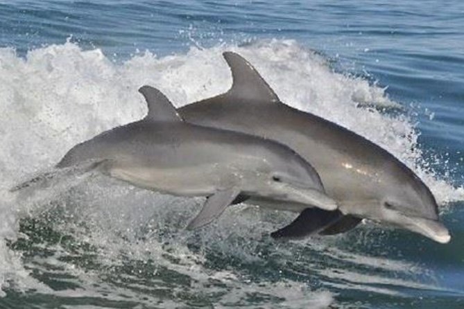 Big Fun Dolphin Cruise & Sealife Experiece ORANGE BEACH ALABAMA - Dolphin Sightings and Marine Encounters