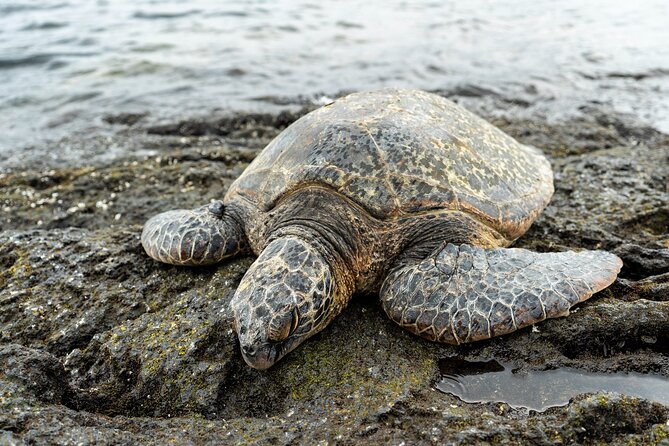 Big Island Half-Day Tour With Lunch - Inclusions and Meeting Points