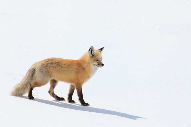 Big Sky Snowshoe & Wildlife Adventure With Lunch - Private Tour - Health and Accessibility