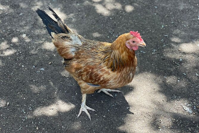 Bird Aviary/Shopping & Beach Day Out in Montego Bay - Included Amenities