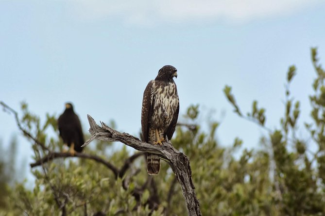 Birdwatching Sian Kaan Biosphere Reserve - Birdwatching Experience Highlights