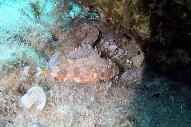 Blue Lagoon & Caves Comino Snorkeling Tour, Boat & Guide - Inclusions
