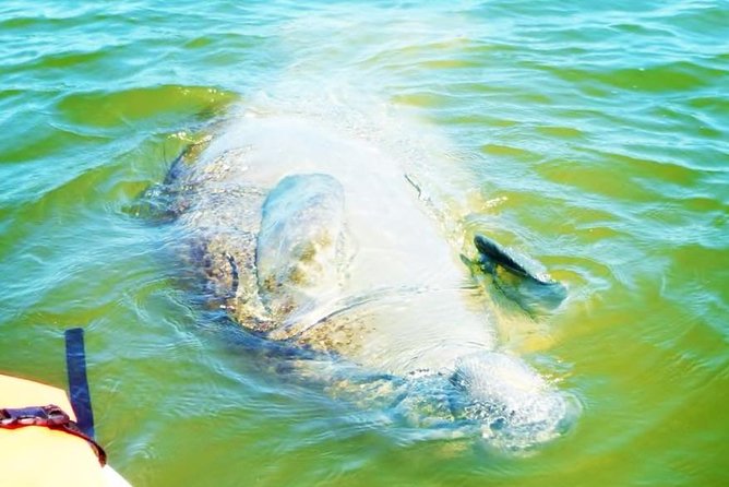 Blue Springs Manatee Tours & Wildlife Adventure Review - Guided Kayak Experience