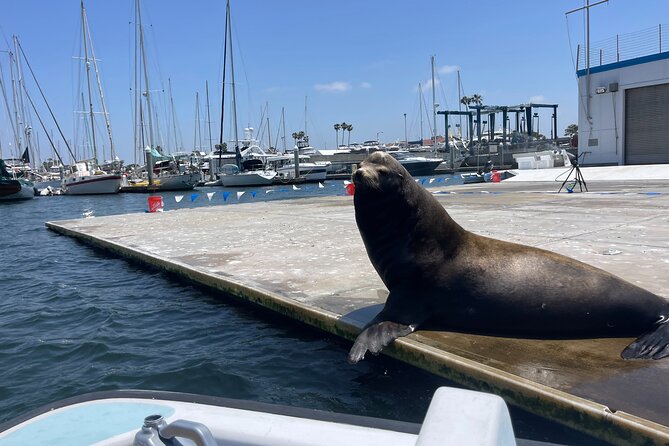 Bring-Your-Own-Food and Drinks Marina Del Rey Boat Tour - What to Bring