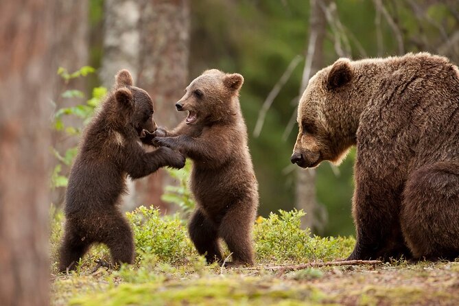 Brown Bear Watching Experience at the Bear Sanctuary - Meeting and Pickup Details