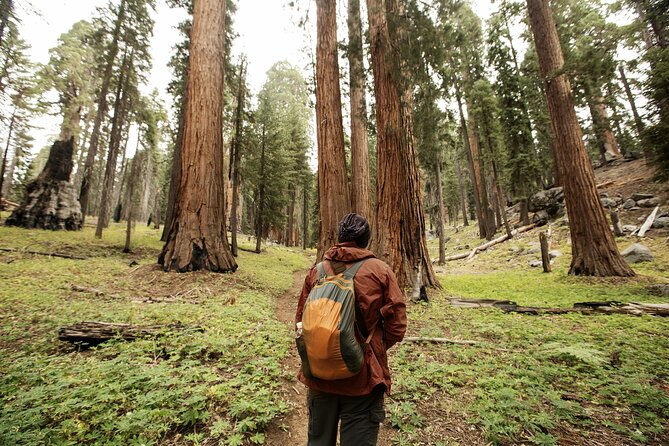 California Parks Highlights Tour Review - Transportation and Guide