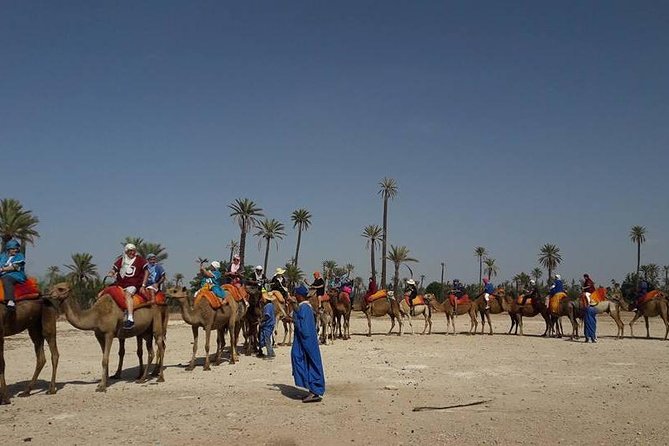 Camel Ride Adventure For Everyone - Pricing and Booking Details
