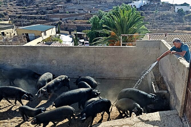 Canarian Animal Farm Car Tour. Goat Cheese and Local Wine. - Inclusions and Amenities