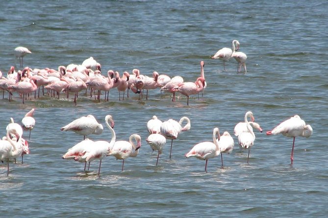 Cape Cross Seal Colony Tour From Swakopmund, Namibia - Inclusions and Amenities