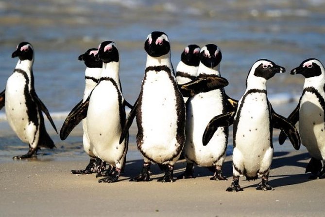 Cape of Good Hope and Penguins Viewing Private Tour - Inclusions and Pricing