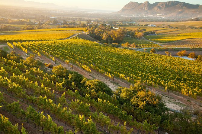 Cape Town: Winelands Private Half Day Tour - Highlights of the Experience