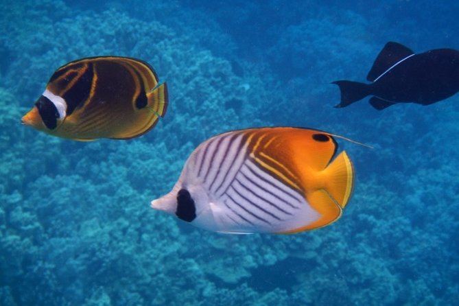 Captain Cook Snorkeling Cruise Review - Included Amenities