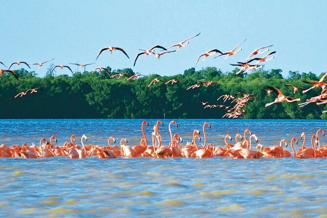 Celestun Mangrove Boat Tour From Mérida - Inclusions and Amenities