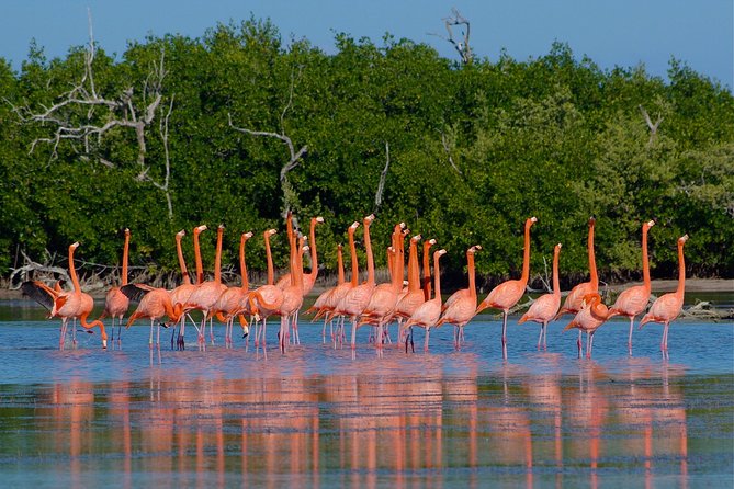Celestun Nature Reserve Flamingo Tour-Boat to Flamingo Paradise From Merida - Inclusions and Amenities
