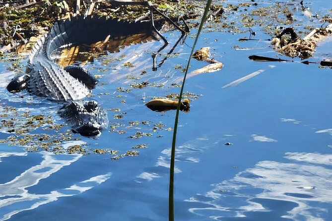 CENTRAL Florida'S BEST PRICED Eco-Friendly Airboat Rides - Discovering the Everglades Diverse Wildlife