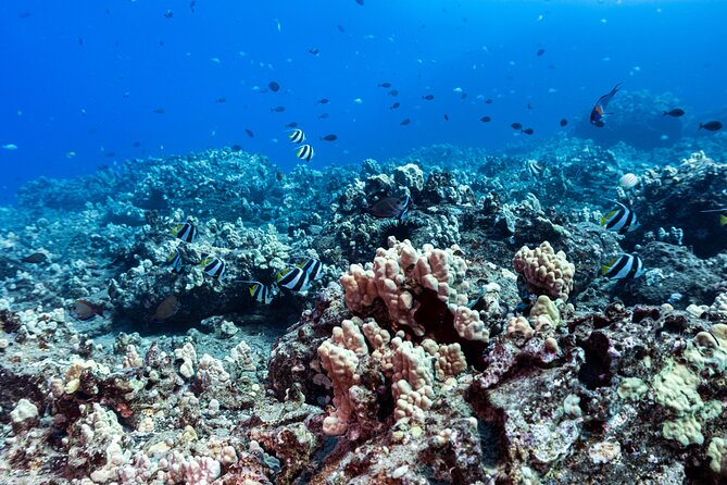 Certified Scuba Diving Experience in Honolulu - Inclusions
