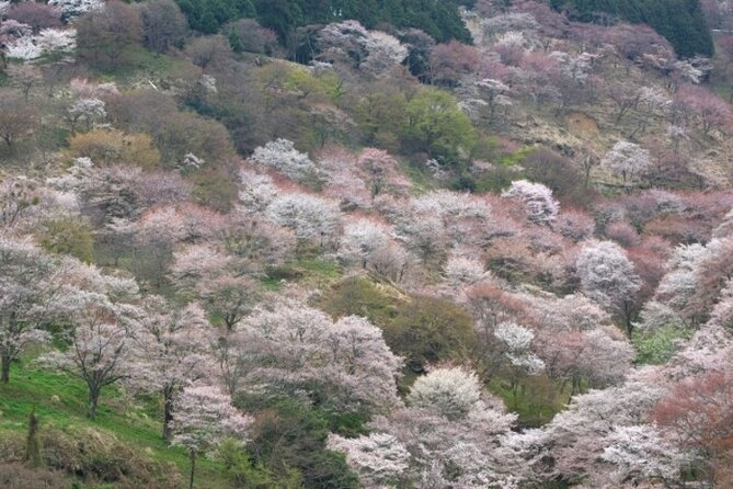 Cherry Blossom Buddha and Mt.Yoshino With Strawberry Picking Tour - Inclusions and Meeting Details