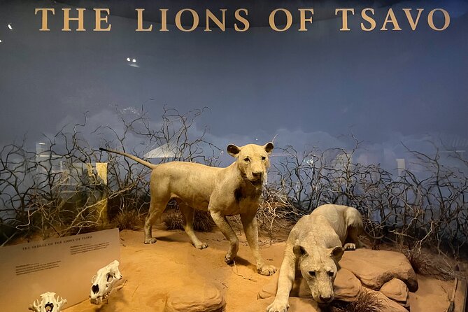 Chicago Field Museum of Natural History Semi-Private Guided Tour - Accessibility Considerations