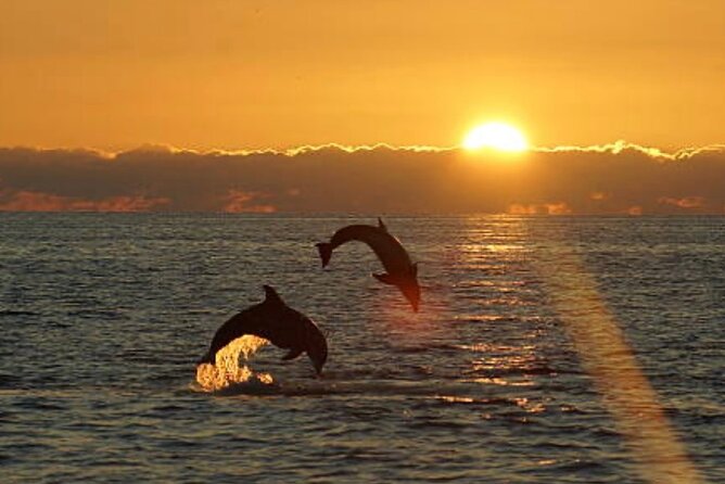 Chincoteague Dolphin Watching Boat Tour - Meeting and Pickup
