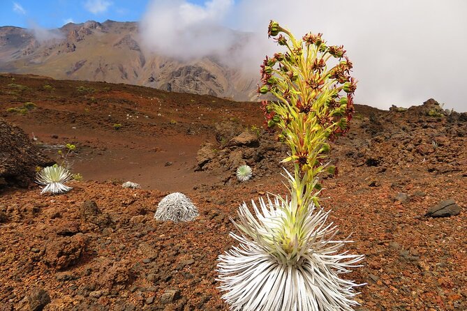Classic Haleakala Sunrise Tour - Accessibility and Convenience
