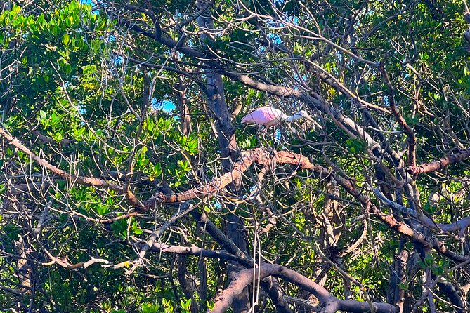 Clear/Standard Kayak Self Guided Island EcoTour Bonita Springs! - Health and Accessibility Guidelines