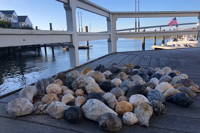 Coastal Excursion/Sunset Cruise/Sand Dollars/Sea Shells/Horses - Discovering Sand Dollars