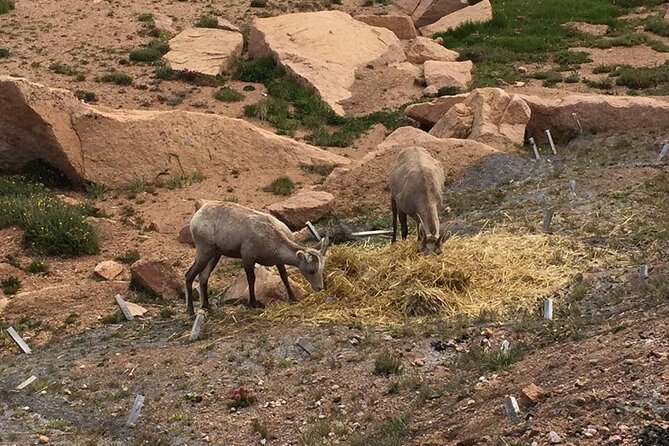 Colorado Springs Pikes Peak Luxury Jeep Tours - Pickup and Meeting Information