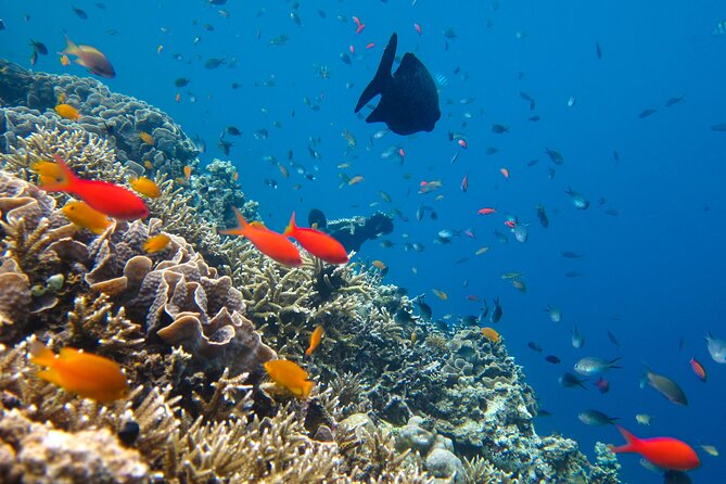 Cozumel Reef Snorkeling Tour - Inclusions and Meeting Details