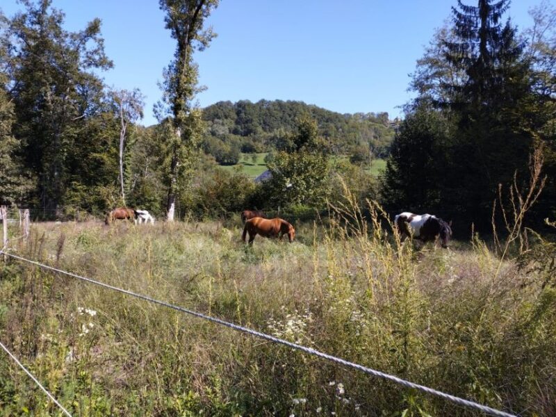 Cruseilles: Horseback Riding in the Countryside - Experience Highlights