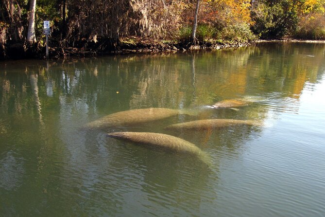 Crystal River National Wildlife Refuge Sightseeing Cruise - Meeting and Pickup Logistics