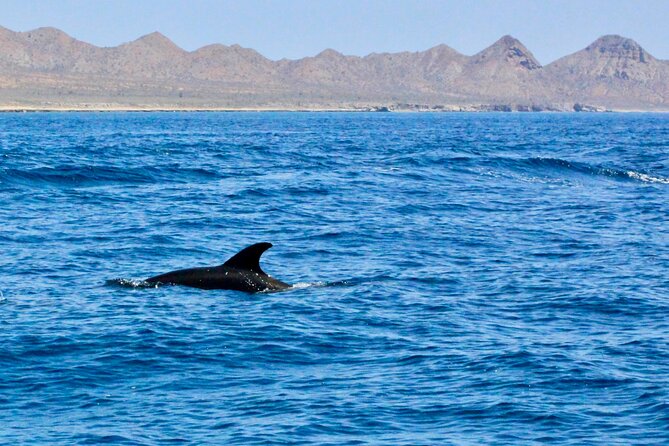 Danzante Island and Snorkel Tour From Villas Del Palmar Hotel - Meeting and Pick-Up Details