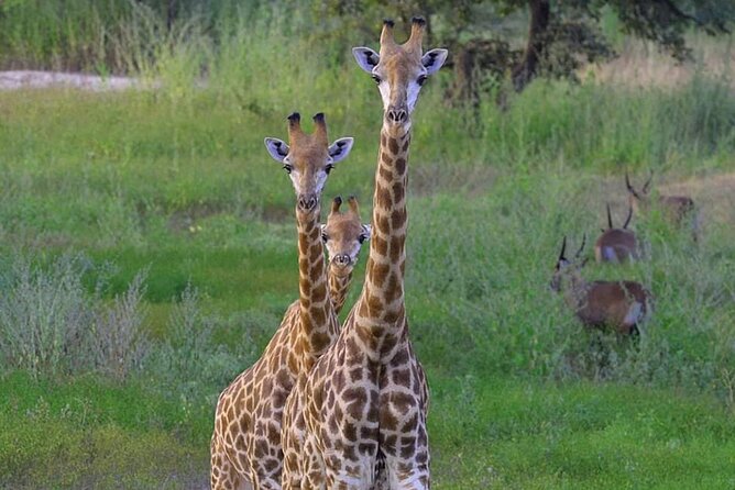Day Tour Bandia Wildlife Reserve and Pink Lake - Inclusions and Amenities
