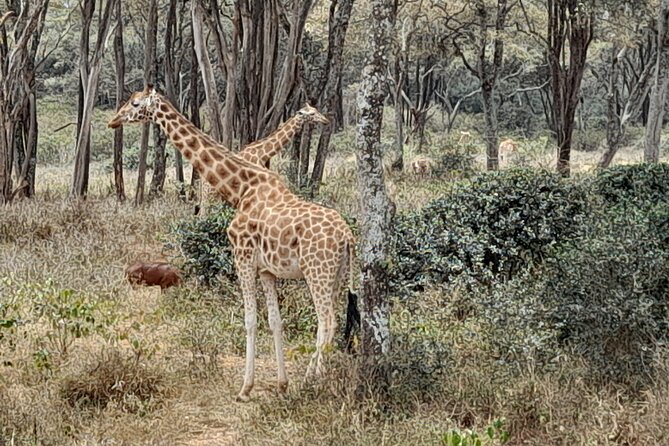 Day Tour to Nairobi National Park, Elephants, and Giraffe Center - Itinerary Highlights