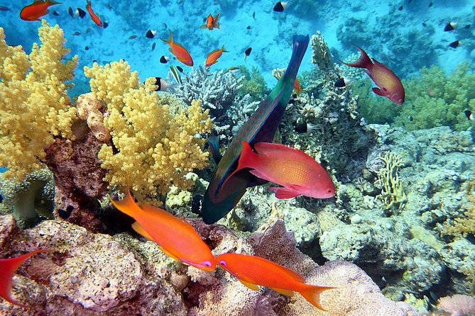 Day Tour to Red Sea Ain EL Sokhna From Cairo - Pickup and Confirmation Details