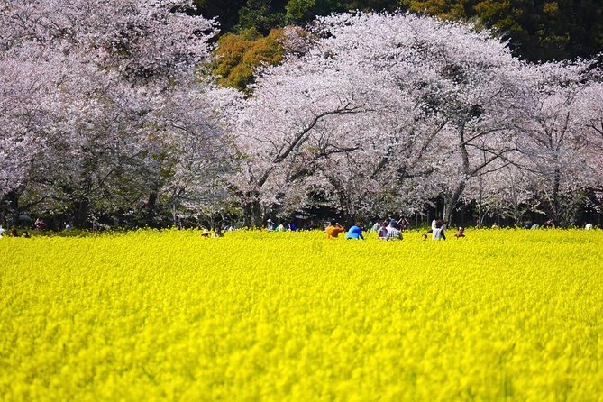 Day Trip for SAKURA at Aso & Kumamoto From Fukuoka With Minibus - Inclusions