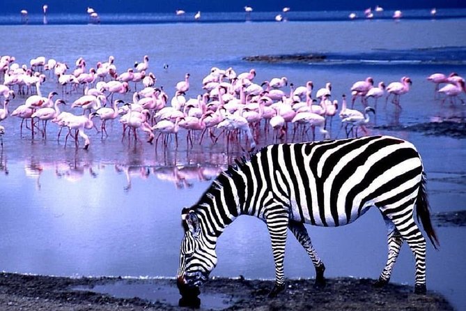 Day Trip Lake Manyara - Meeting and Pickup Details