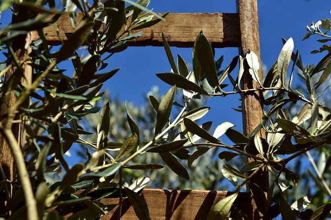 Day Trip: Olive Oil And Wine Museum With Lunch + Horse Riding - Meeting and Pickup Details