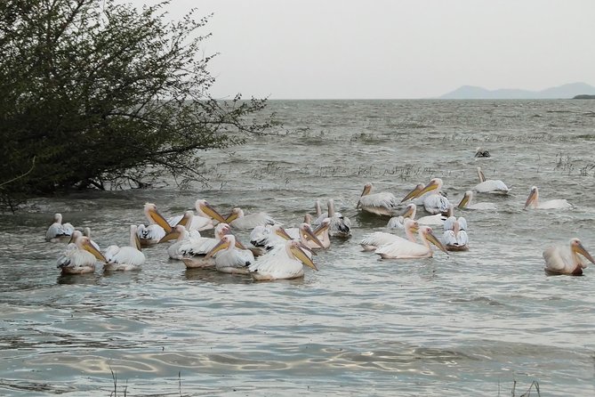 Day Trip to Lake Ziway - Transportation and Comfort
