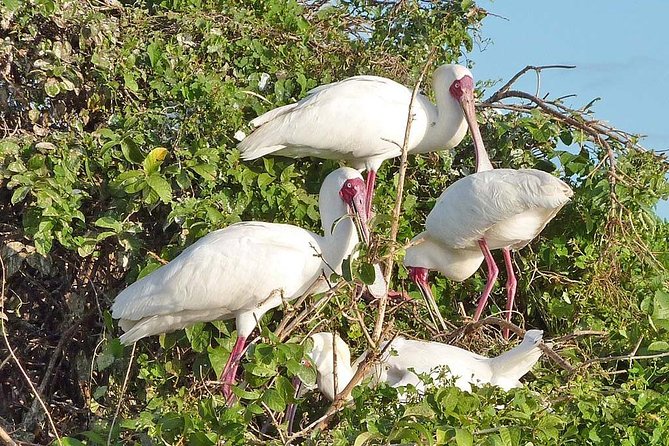 Day Trip to Selous National Park From Zanzibar or Dar Es Salaam - Wildlife Experience