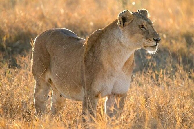 Day Trip To Tarangire National Park - Meeting and Pickup Information